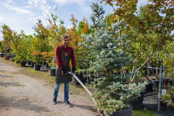 Professional Tree Removal and Landscaping Services in Janesville, CA